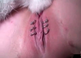 Dog is licking her anal hole