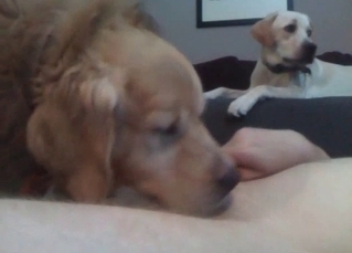 Dog slowly licks a tight pussy