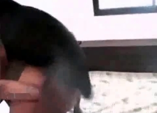 Crazy and fast dog sex action