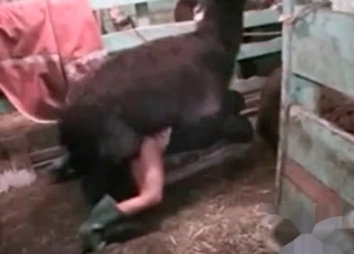 Filthy farm bestiality in the barn