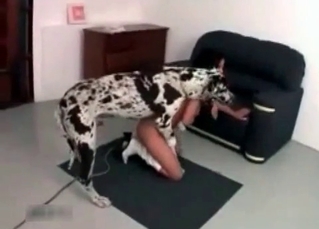 Dalmatian enjoys her little muff