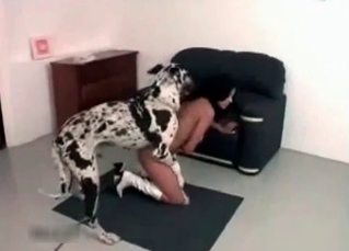 Dalmatian enjoys her little muff
