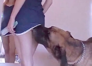 Dog is slowly sucking a pussy