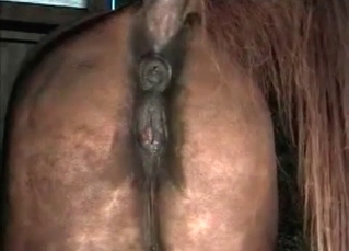 Nasty anal action with a stallion