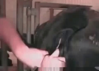 Horse is being stimulated anally