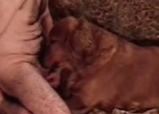 Awesome doggy is enjoying a dick