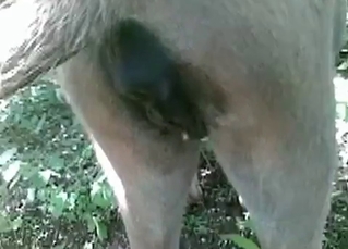 POV bestial sex with an animal