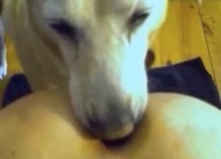 White dog gives a rimjob
