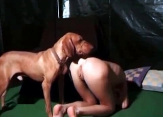 British dog licks her vagina