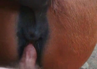 Horse gets a hard human dick