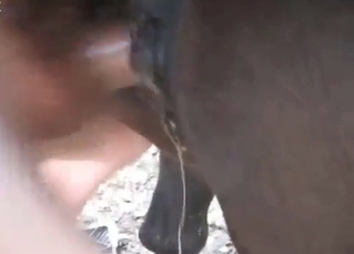 Brown horse fucked in the anal