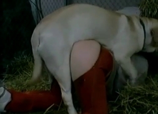 Dog sex in the old hayloft