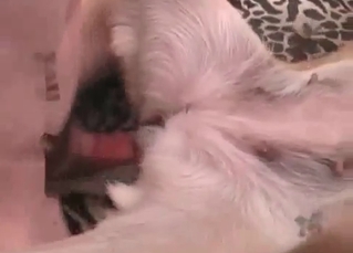 Dude pounding his pet
