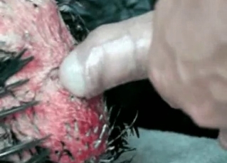 Chicken pounded by a guy
