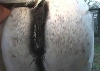 Nailing white pony
