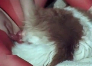 Pooch fucking twat