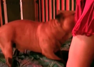 Astonishing girl in pink and dog