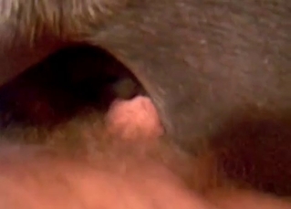 Stud penetrating his doggy