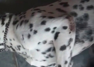 Hound drilling girl