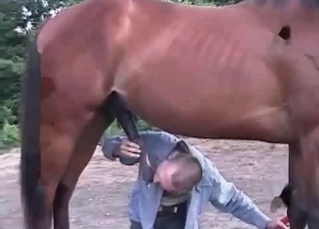 Animal sex lover and stallion