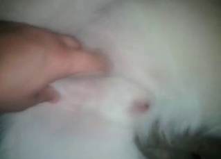 Dog gets into bestial sex