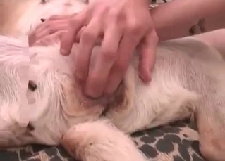 Dog gets penetrated in the ass