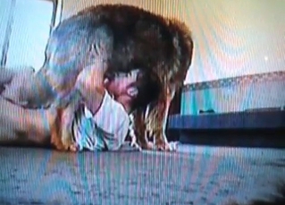 Zoophile blows his lovely doggy