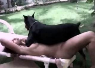 Black dog enjoys a zoophile