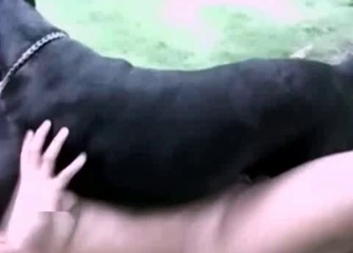 Black dog enjoys a zoophile