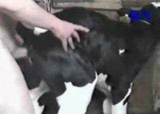 Anal sex with a nice animal