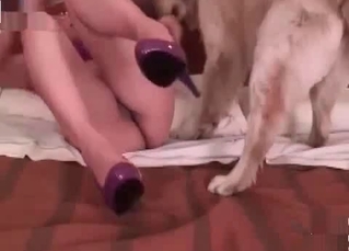 Nice amateur game with a doggy
