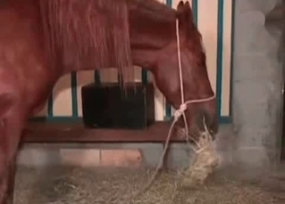 Pussy fucked by a horse