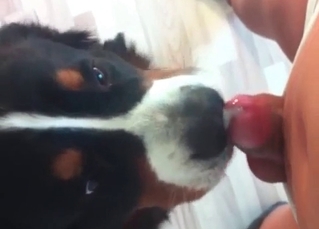 Hound in a zoo porn video