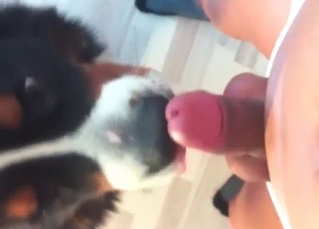 Hound in a zoo porn video