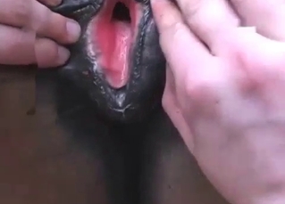 Licking brown horsy out