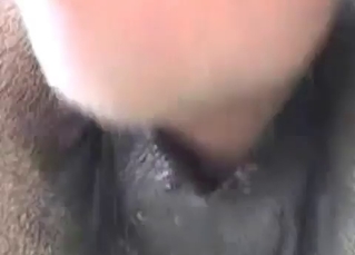 Nailing horseТs ass