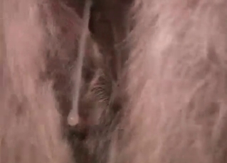 Pounding pony