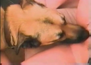 Mature and dog