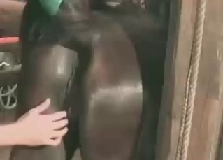 Teasing mustangs butt