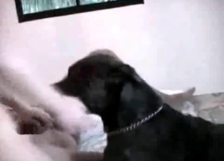 Homemade animal porn clip