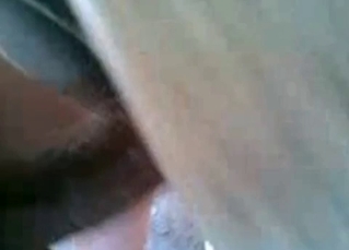Animal sex video in close up