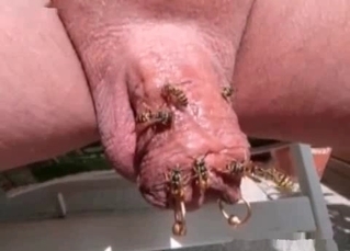 Dick stung by bees