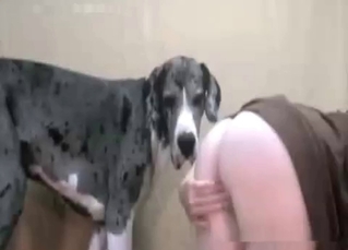 Enjoying zoo sex