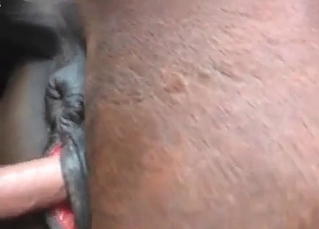 Animal pounded in the ass
