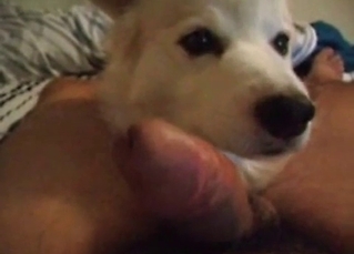 Fucking brown puppy
