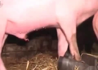 Pig licks out juicy twat