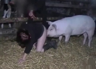 Pig licks out juicy twat