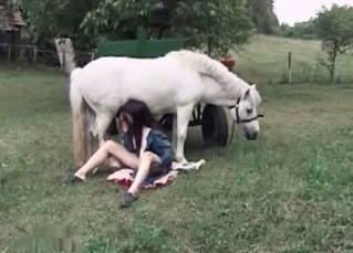 White horse enjoys blowjob