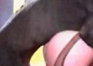 Doberman drills her tight cunt