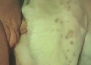 White animal fucked from behind